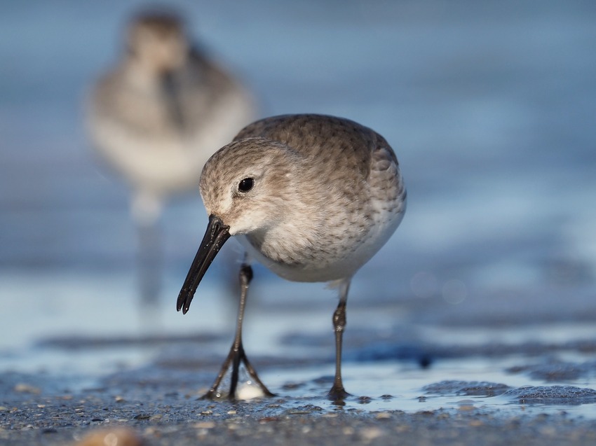 Piovanello pancianera  (Calidris alpina)